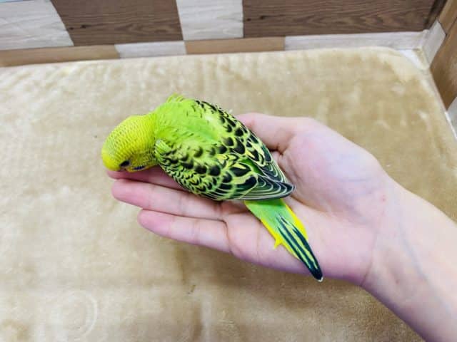 セキセイインコ