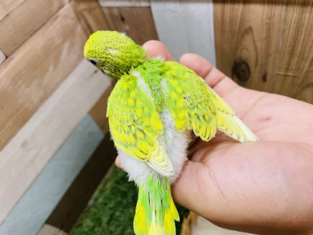 セキセイインコ