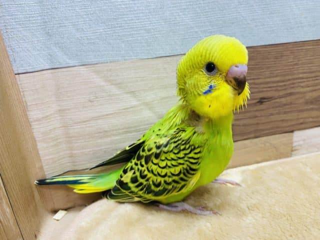 定番人気カラーのセキセイインコ☆ちょっぴり恥ずかしがり屋な子になります♪