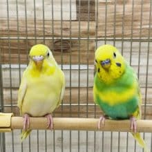 綺麗なパステル系！セキセイインコのペア！