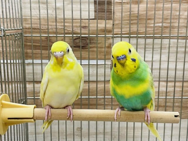 綺麗なパステル系！セキセイインコのペア！