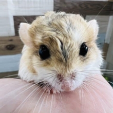 ぷっくり尻尾のファットテールジャービル♡