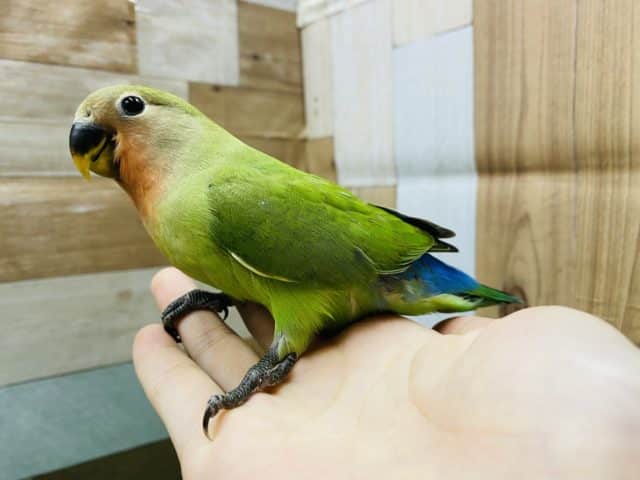 コザクラインコ（小桜インコ）