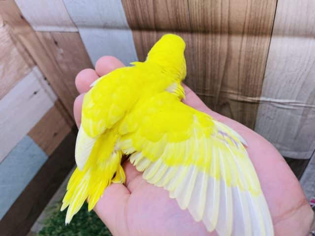 セキセイインコ