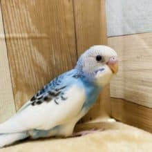 空と雲のような爽やかカラーのセキセイインコパイドカラーです☆