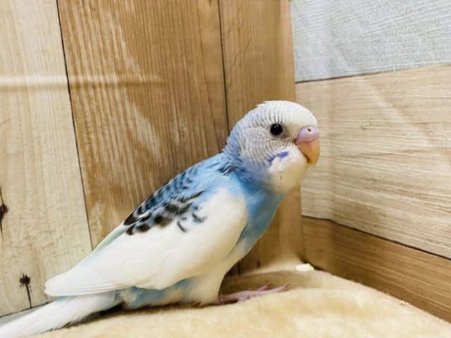 空と雲のような爽やかカラーのセキセイインコパイドカラーです☆