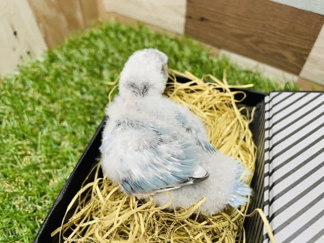 コザクラインコ（小桜インコ）