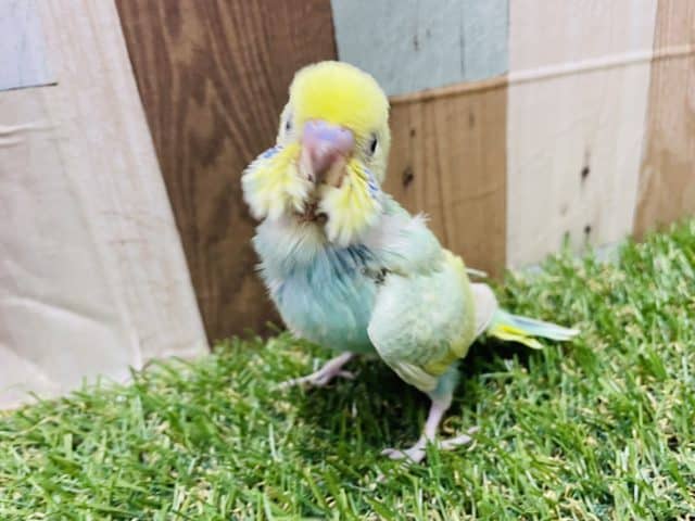 セキセイインコ