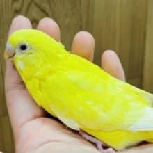 レモン！バナナ！ビタミンカラーのセキセイインコ(ルチノー)ヒナ