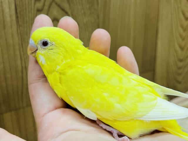 レモン！バナナ！ビタミンカラーのセキセイインコ(ルチノー)ヒナ