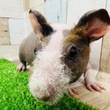 つるっ？もじゃ？三色カラーのスキニーギニアピッグ☆