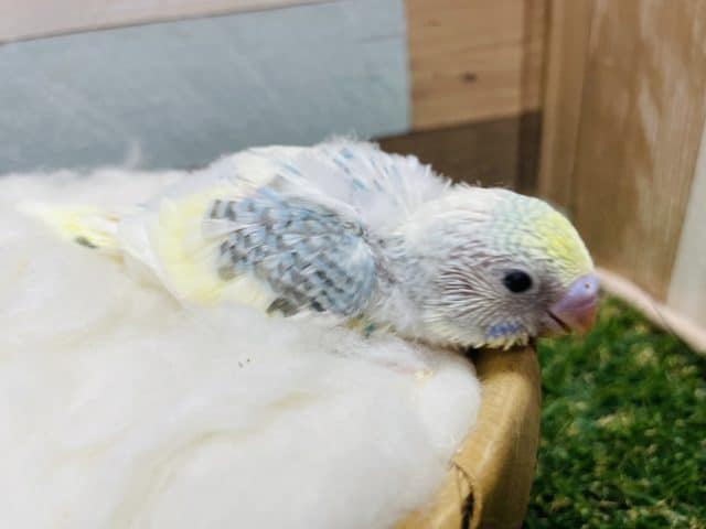 セキセイインコ