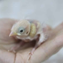 人気者♪白文鳥