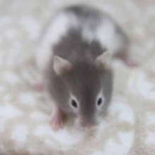 またまた登場、セーブルハムスターちゃん