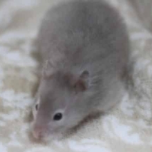 淡い色合いのセーブルハムスターちゃん