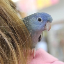 おしゃべりも頑張っています💙サザナミインコ(コバルト)