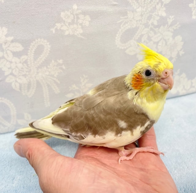 オカメインコ