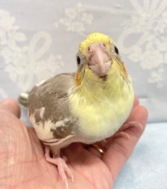 人気カラー💛オカメインコ（シナモンパイド）　2022年8月生まれ