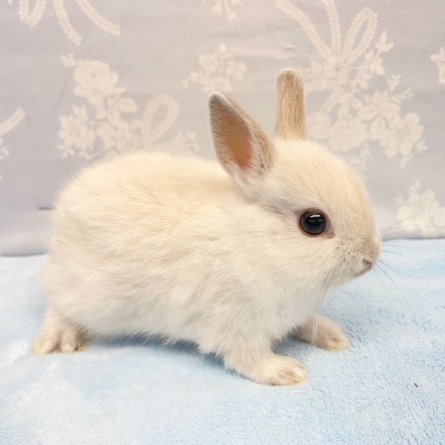 一際目立つ💛ネザーランドドワーフラビット(ホワイト系) 2022月8月生まれ ネザーランドドワーフ