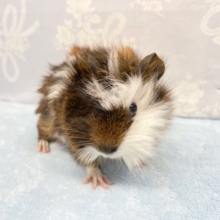 巻き巻きMax💛巻毛モルモット　2022年9月生まれ