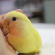 鮮やかでとってもキレイ♩コザクラインコ　ゴールデンルチノーさん入舎しました(^^)