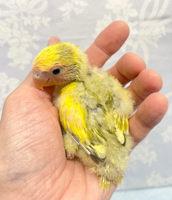 コザクラインコ（小桜インコ）