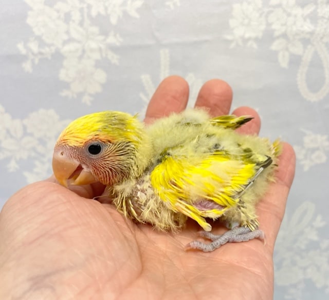 コザクラインコ（小桜インコ）