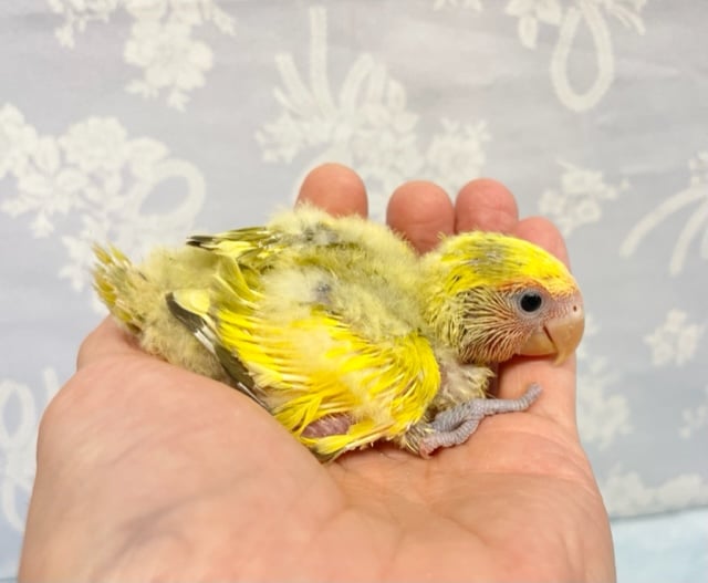 コザクラインコ（小桜インコ）