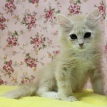 いとうつくし…完璧なルックスです😳スコティッシュＦ女のコ♀