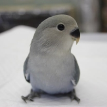 クールなラブバード(｀･ω･´)💙手乗りコザクラインコ(ブルーチェリー)💙