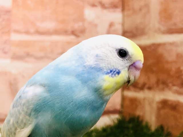 セキセイ選挙一位？　セキセイインコ　パステルレインボー　R４　１０／５撮影