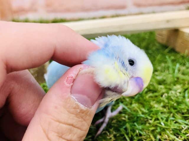 セキセイインコ