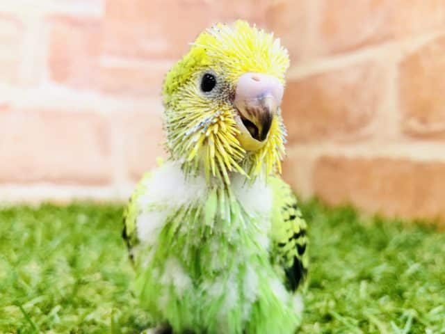 セキセイインコ