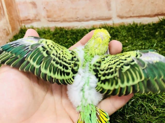 セキセイインコ