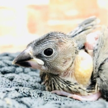 定番人気！　桜文鳥　R４　１０／５撮影