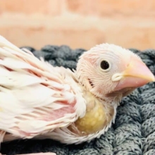 人気過ぎて大変！　白文鳥　R４　１０／５撮影