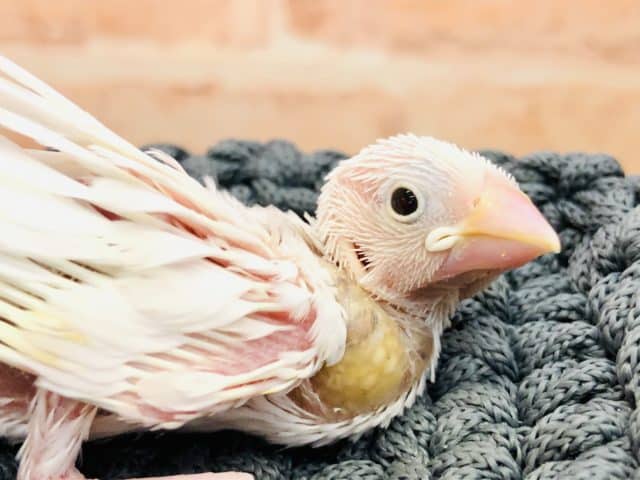 人気過ぎて大変！　白文鳥　R４　１０／５撮影