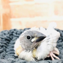 控えめな人気度　シルバー文鳥　R４　１０／１５撮影