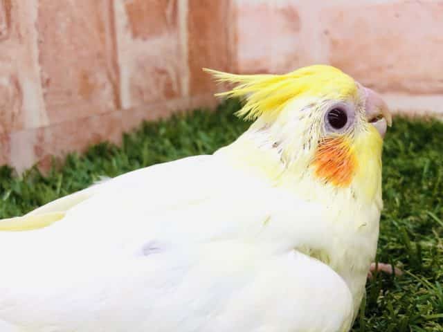 オカメインコ