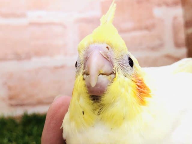 オカメインコ