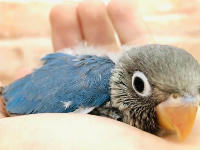 ブルーボタンインコ