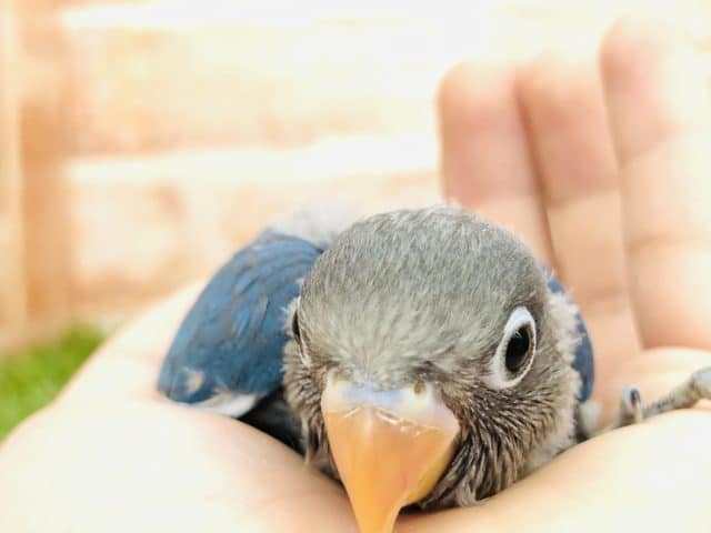 ブルーボタンインコ