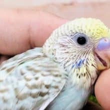 レインボー？　セキセイインコ　パステルレインボーオパーリン　R４　１０／１５撮影