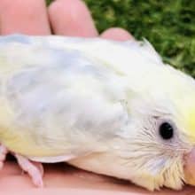 パステルレインボー？　セキセイインコ　R４　１０／１５撮影