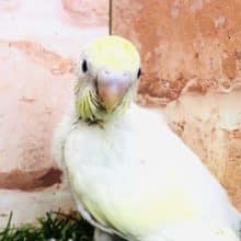 人気のクリームカラーが入舎です　セキセイインコ　クリーム　R４　１０／１５撮影
