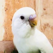 意外と人気なんです！　セキセイインコ　アルビノ