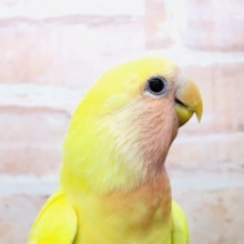 育つと派手派手に！？　コザクラインコ　ルチノー　Ｒ４　９／２８撮影