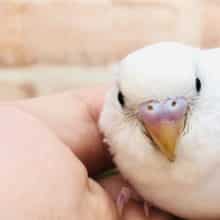 少し怖いんです・・・　セキセイインコ　ダブルファクター　R４　１０／１９撮影