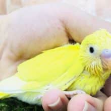 人気カラーです　セキセイインコ　ダブルファクター　R４　１０／１９撮影