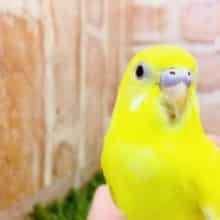 綺麗な黄色です　セキセイインコ　ルチノー　R４　１０／５撮影